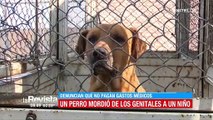 Trasladan a Zoonosis al perro que mordió a un niño en sus genitales, los dueños fueron notificados