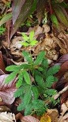 Une plante timide ?!