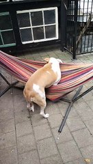 Lucy Loves Her Hammock