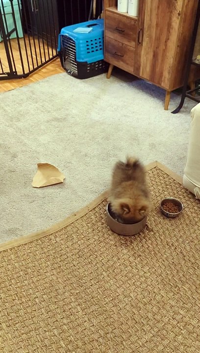 Puppy Has A Dip In The Water Bowl