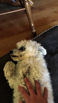 Vicious Little Dog Secretly Loves Belly Rubs