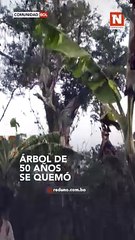 Árbol de 50 años se quemó