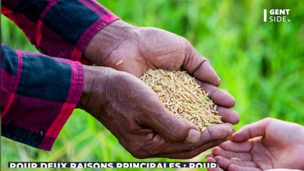 Faut-il laver son riz avant de le cuisiner ? Voici ce qu’en dit la Science