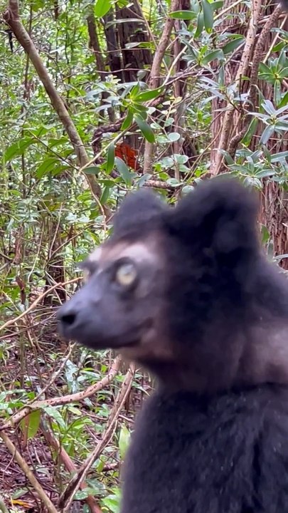 Lemur Sings A Beautiful Song