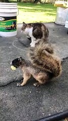 Cat Cuddles Hungry Squirrel