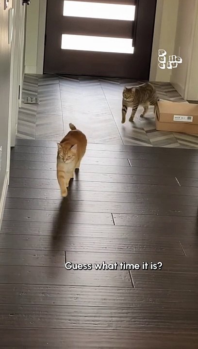 Funny Cat Pulls Off Sneak Attack!