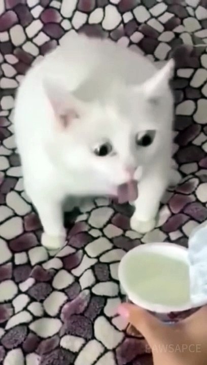 Funny Cats#shorts(1)