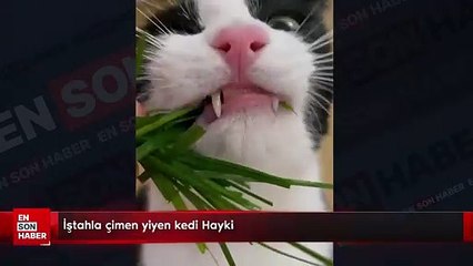 İştahla çimen yiyen kedi Hayki