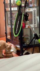 Stealthy Cat Swipes A Snack