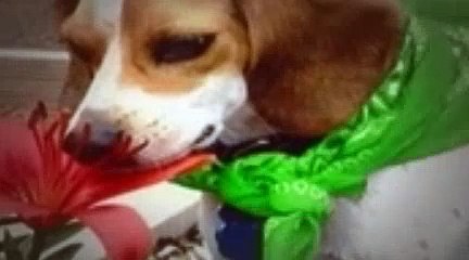 The Dog Whisperer Season 4 Episode 8 Gus, Abbey And Vinnie