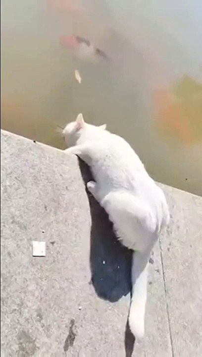 Ce chat va être surpris par un poisson malicieux