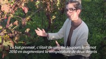 Dans le Bordelais, les grands châteaux à la recherche du vin du futur