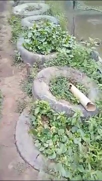 Update mitra pembesaran lele sistem jaring, begini cara mereka menghitung tebar bibit lele