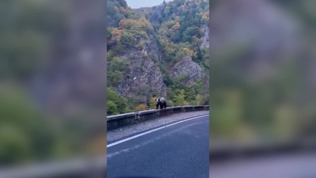 Un oso sale al encuentro de los coches en una carretera en Rumanía