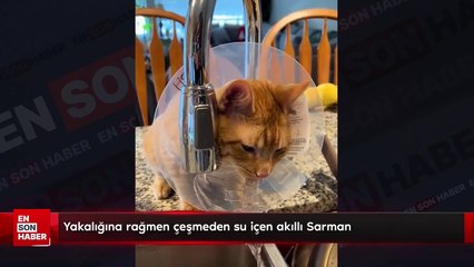 Yakalığına rağmen çeşmeden su içen akıllı Sarman