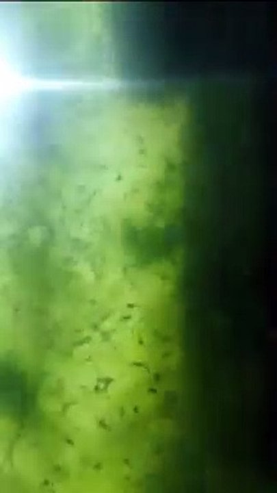 Larva lele umur 3 hari harus segera di beri pakan cacing sutera