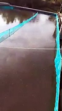 Pendederan ikan lele di kolam jaring, bibit lele cepat besar, buat jaring jangan yang kecil