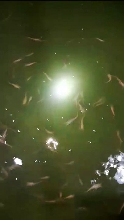 Jaga kualitas air kolam, tebar ulang probiotik, jangan lupa ganti air kolam kalau sudah waktunya