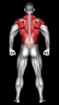 Unleash Your Back Power #backworkout #strengthtraining #fitnessjourney #gymmotivation #shorts