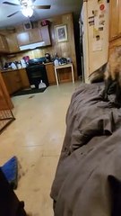 Fun With Foxes And Blankets