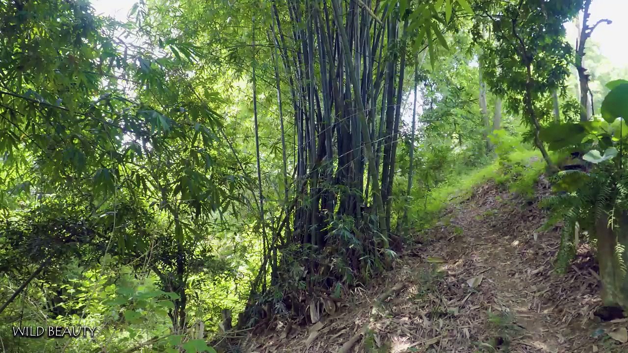 Solo Bushcraft - Building a Stone Cabin - My Safe Shelter and VAU  _ Wild Beauty_ Part 2