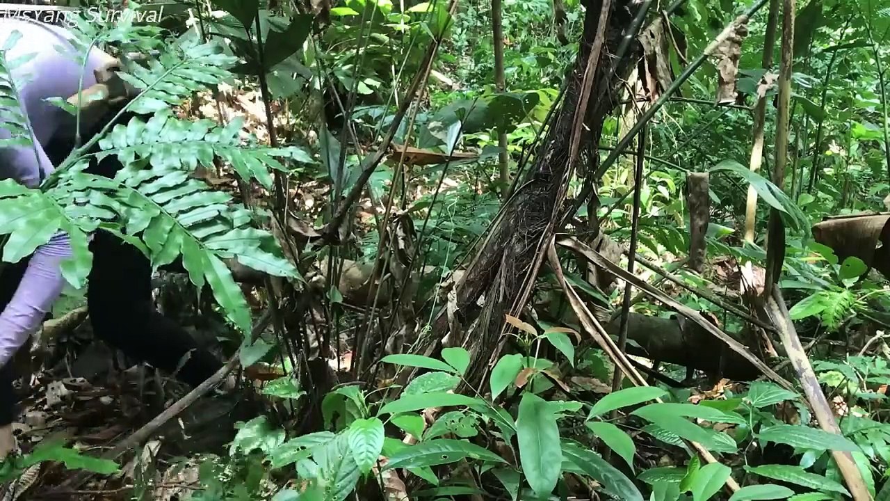Hunting wild boar with crossbow - Build safe haven at the base of the old tree for survival alone