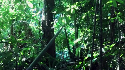 I bathe in streams,Build shelters out of stone and bamboo-Make fire with two stones_ MsYang Survival