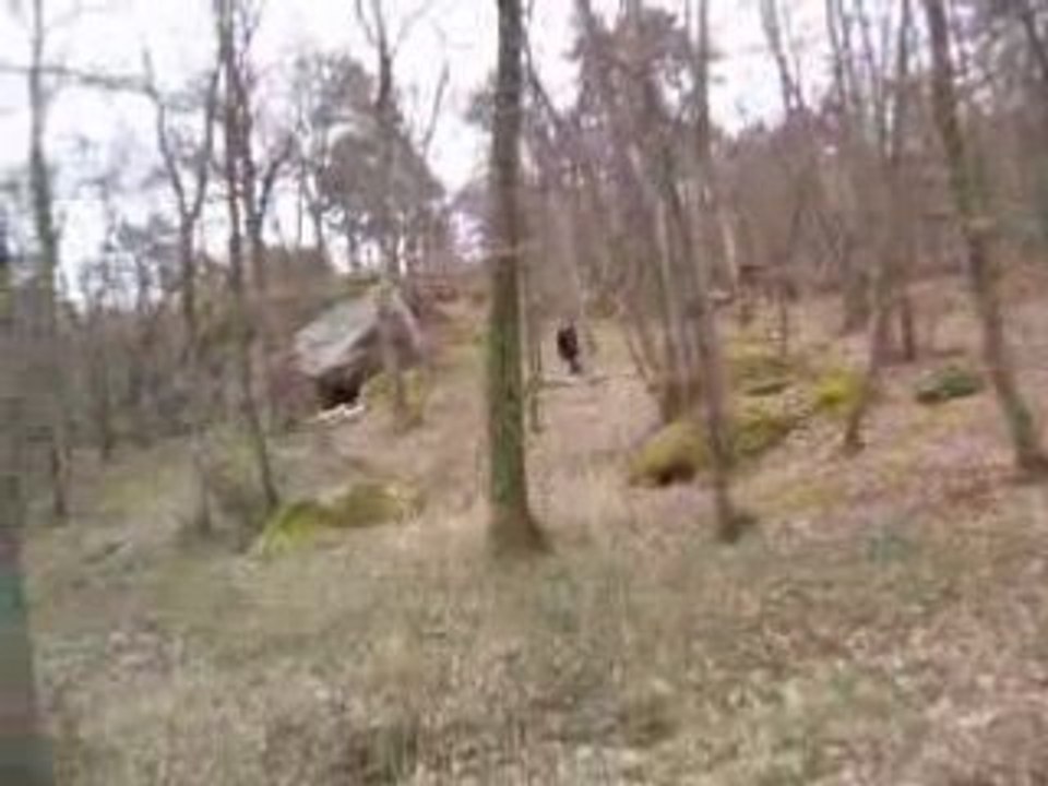 Mission foret
