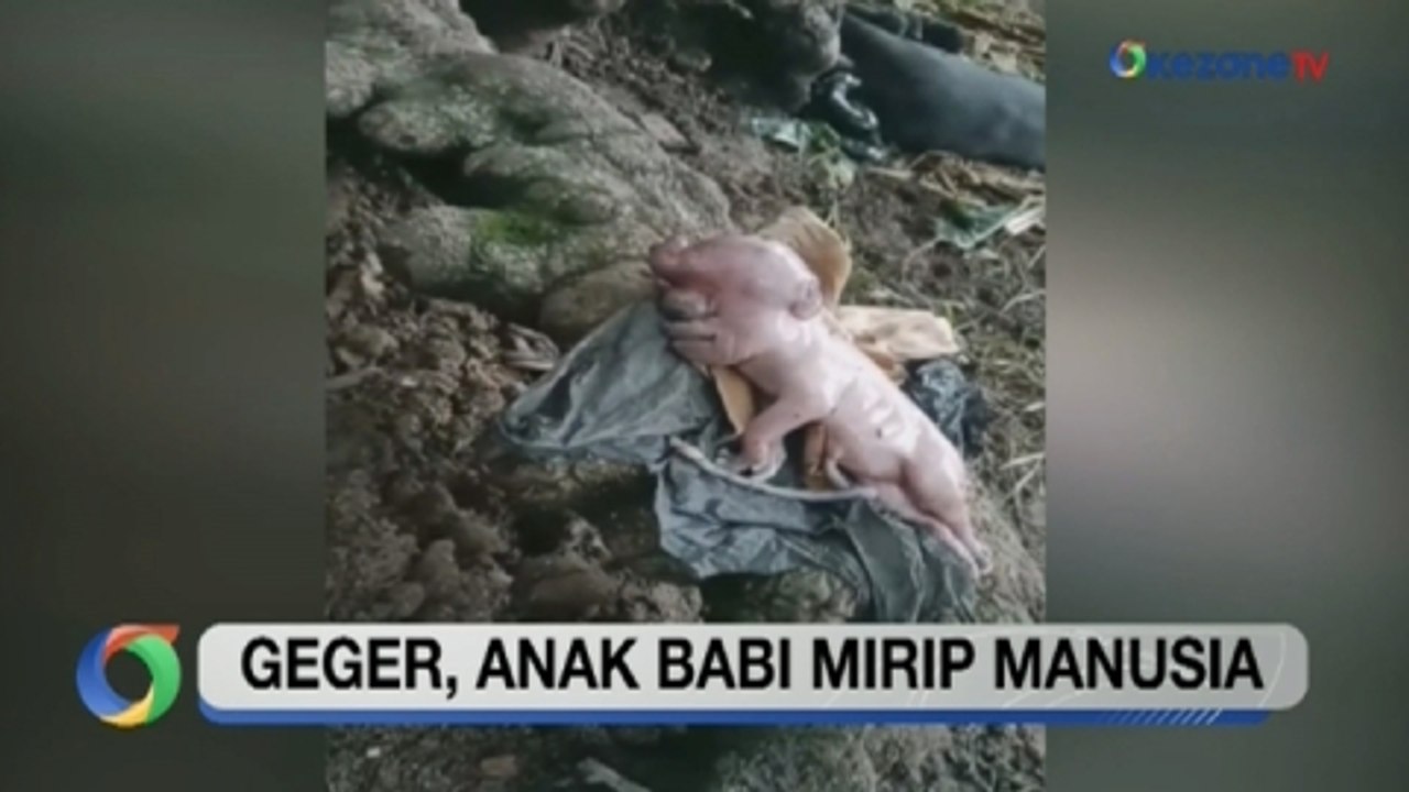 OKEZONE UPDATES: Geger! Anak Babi Mirip Manusia...