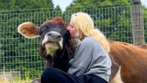 19-Year-Old Blind Cow Loves To Hug Her Dad