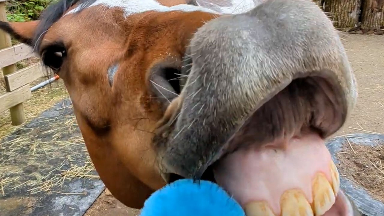 Watch How This Woman Turns Her Aggressive Rescue Horse Into A Cuddlebug