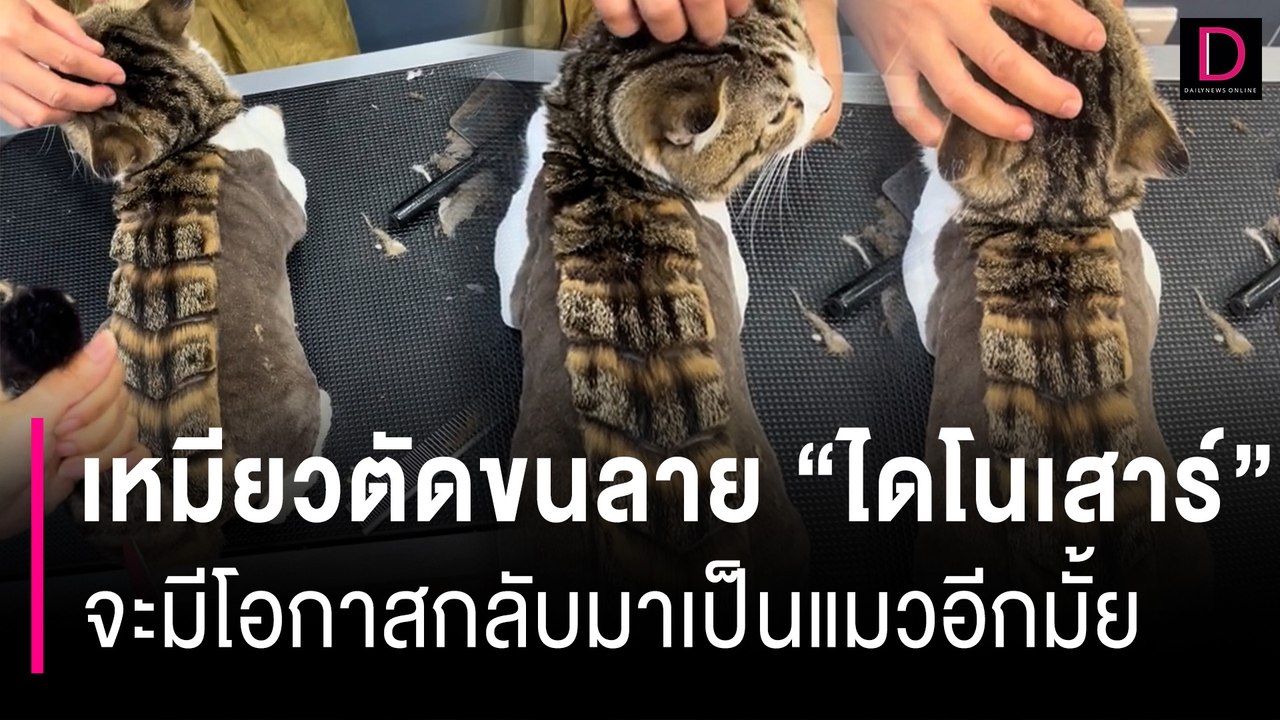 เอ็นดู! จับเหมียวตัดขนลาย "ไดโนเสาร์" แห่แซวจะมีโอกาสกลับมาเป็นแมวอีกมั้ย | HOTSHOT เดลินิวส์ 22/11/66