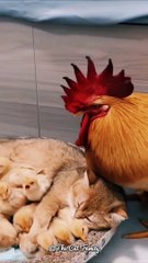 Chicken Be like - What's going on here?  This is my baby | Cute Cat Videos #shorts