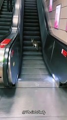 A Very Clever Cat | Enjoying The Elevater | Cute Cat Videos #shorts