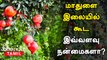 மாதுளை இலையில் கூட இவ்வளவு நன்மைகளா? | Pomegranate Leaf Benefits| Madhulai health benefits in Tamil