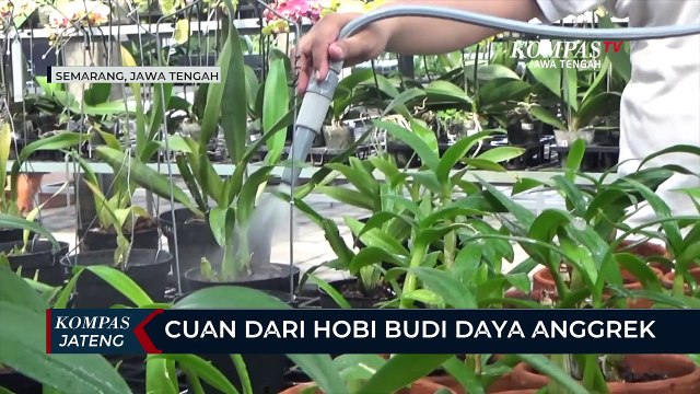 Cuan dari Hobi Budi Daya Anggrek