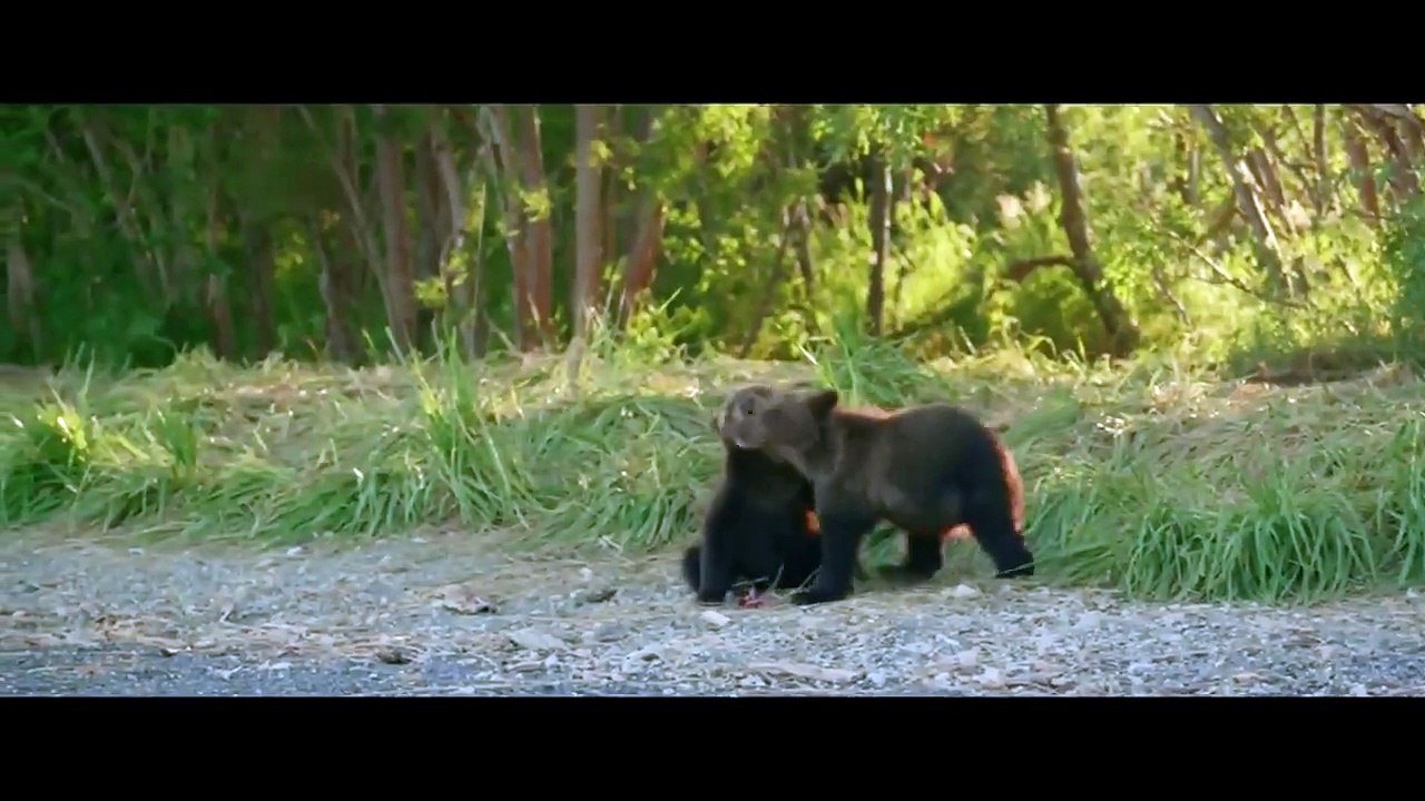 Terre des Ours (2014) - Bande annonce