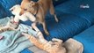 Adorable encounter between dog and kitten sends 228k viewers wild