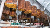 [HOT] Hwanghwang mushroom is famous for medicinal mushrooms!, 생방송 오늘 저녁 231122