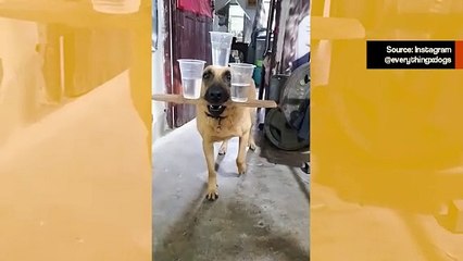 Uskomaton video: koira tekee vaikuttavaa jongleerausta kolmella vesikupilla