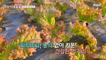 [HOT] Healthy food grown without chemical fertilizers and pesticides!, 생방송 오늘 저녁 231122