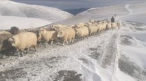 Karlı yaylalardan çobanların sürüleriyle zorlu dönüş yolcuğu