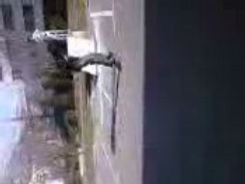 skate session
