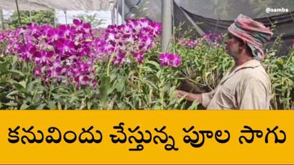కాకినాడ: జిల్లాలో కనువిందు చేస్తున్న ఆర్కేడ్ పూలసాగు