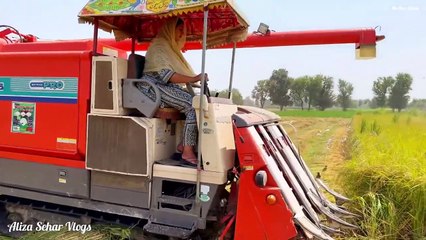 Punjabi Village Life _ Modern Harvesting Methods