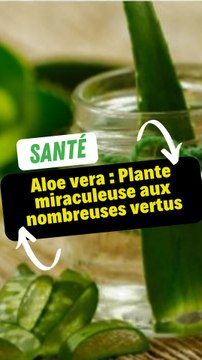 Aloe vera : Plante miraculeuse aux nombreuses vertus