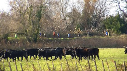 interview maritima : la Seinche de Saint Louis avec Michel Guarracino et Lidia Segura