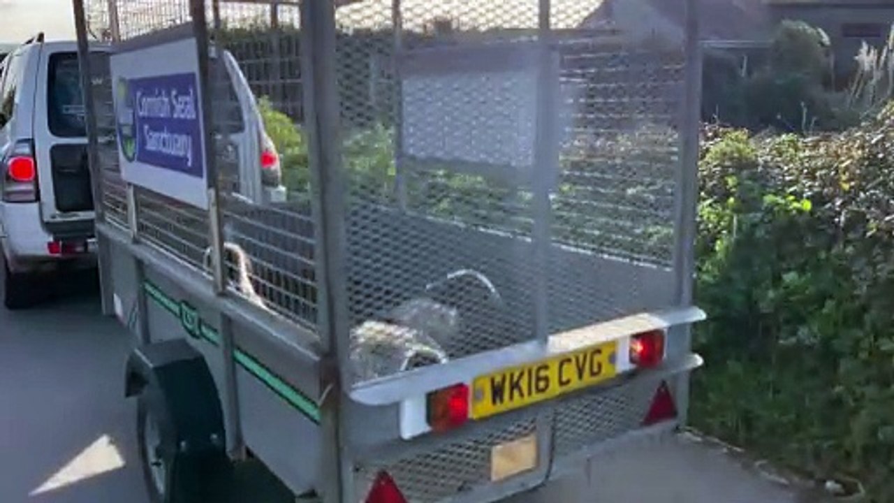 Seal pups Jack Black,Owen Wilson and Judi Dench being released back into the wild