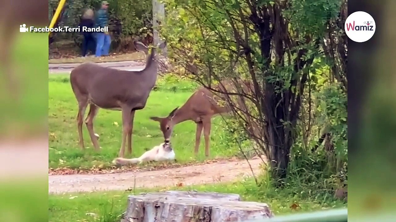 Video vin Rehen geht viral: Haben sie das tatsächlich getan?