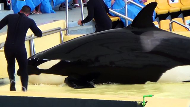 Charlotte Crosby and baby Alba help PETA campaign against marine mammals kept in 'abusement' parks